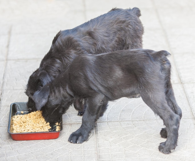 Ile powinien jeść pies 3 kg na co dzień?