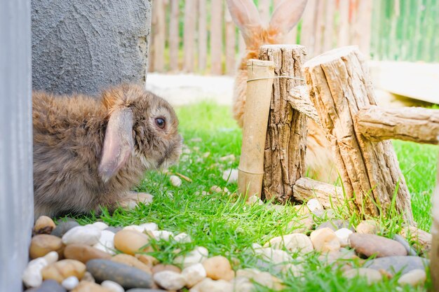 Ile żyje królik domowy baranek i co wpływa na jego długość życia?