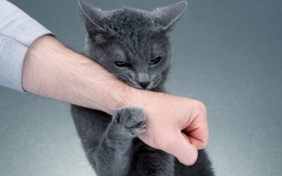 Koci pazur objawy u ludzi – na co zwrócić uwagę?