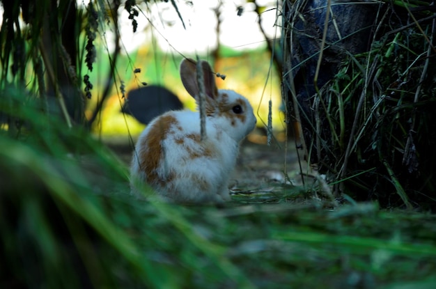 Królik holenderski ile żyje i od czego zależy jego długość życia?