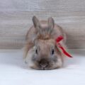 Czego potrzebuje królik miniaturka do szczęścia?
