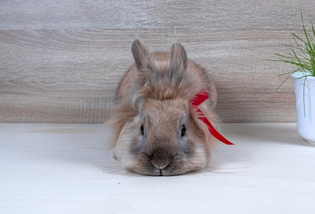 Czego potrzebuje królik miniaturka do szczęścia?