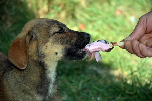 Ile karmić psa aby był zdrowy i szczęśliwy?