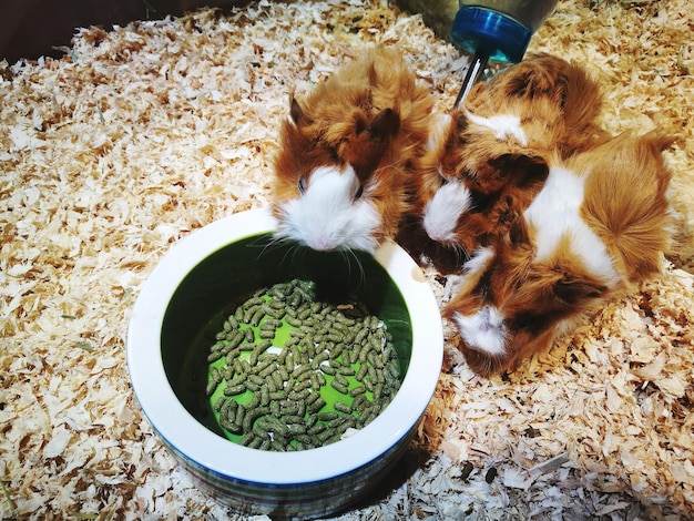 Ile karmy podawać psu w codziennej diecie?