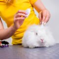 Jak pielęgnować królika miniaturkę w domowych warunkach?