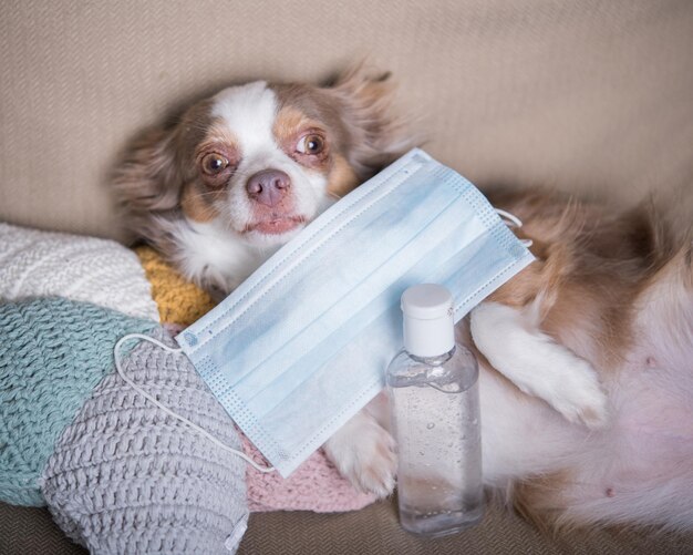 Jaka choroba można zarazić się od psa?