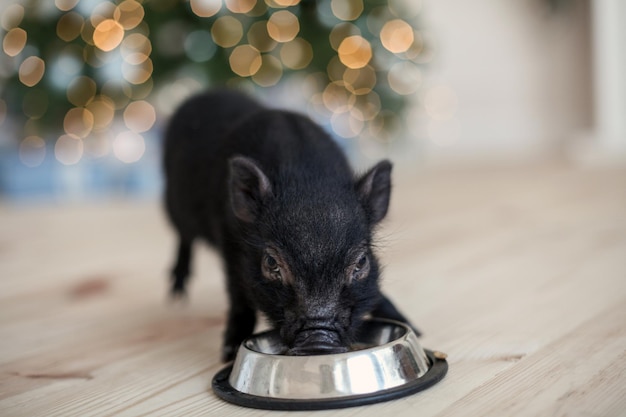 W jakich godzinach karmić szczeniaka, aby wspierać jego rozwój?